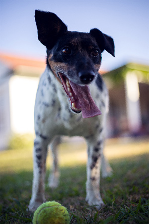 Dog playing during a pet sitting visits