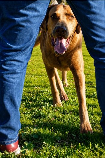 dog trainer and dog.