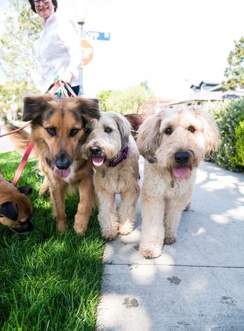 dog trainer walking dogs.